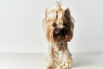 Yorkshire Terrier executes commands isolated background