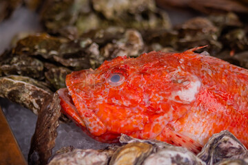Raw red sea bass on counter at summer local fish market - close up. Outdoor cooking, gastronomy, seafood, cookery, street food concept