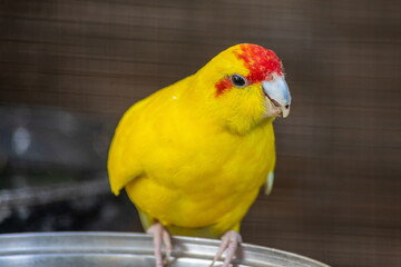 Red-fronted Kakariki parakeet baby, yellow colored, goldcheck, Cyanoramphus novaezelandiae