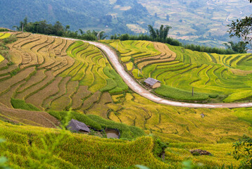  ripe rice fields in laos cai vietnam
