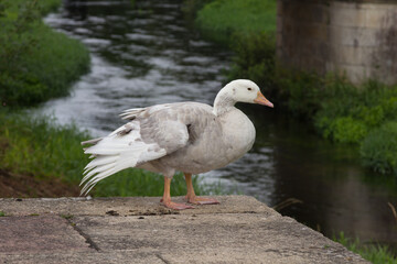 Free goose in the town of Padrón
