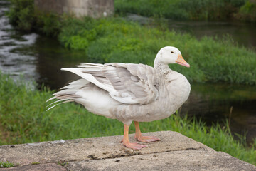 Free goose in the town of Padrón