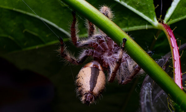 jumping spider hyllus diardi on green leaf
