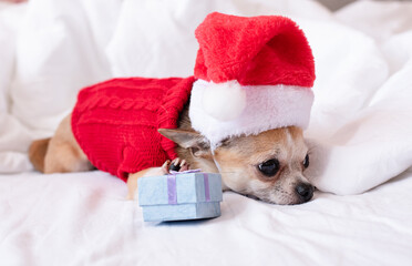 A small chihuahua dog lies on a white bed in a red sweater and Santa Claus hat on New Year's Eve. Dressed up cute puppy for Christmas ready to make a present.