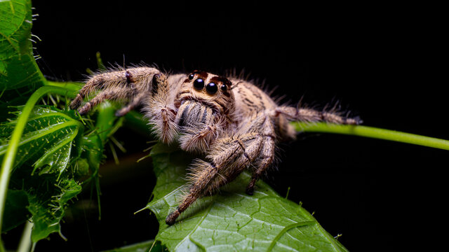 jumping spider hyllus diardi on green leaf