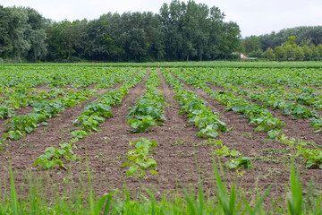 Field with pumpkin plants