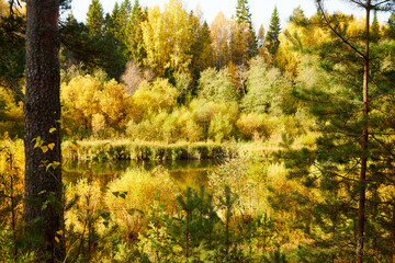Obraz premium Trees in the autumn forest with yellow leaves