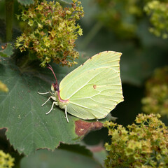 Adult male of butterfly Common brimstone (Gonepteryx rhamni) resting on Lady's-mantle (Alchemilla mollis)