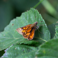 Butterfly Large skipper (Ochlodes sylvanus); resting female