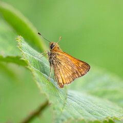 Butterfly Essex skipper, also named European skipper (Thymelicus lineola), resting