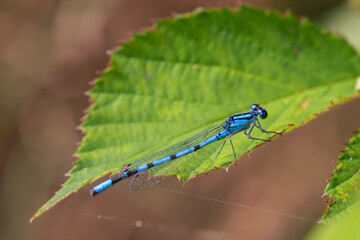 Male Common blue damselfly Enallagma cyathigerum), resting