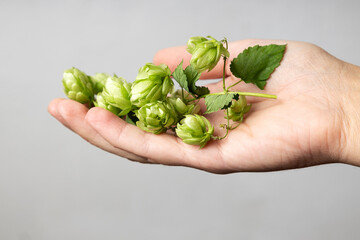 Closeup of person hand who holding green fresh hop flowers against grey background