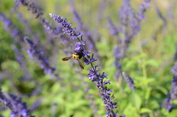 京都　丹波　亀岡　夢コスモス園のラベンダーと熊蜂