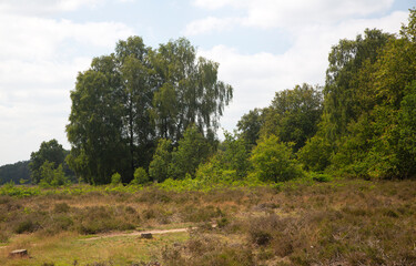 Heathland nature reserve Paardenslenkte, Tubbergen, Overijssel, Netherlands