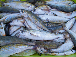 Pescado recien llegado al puerto de Portosín en la Ría de Muros, Galicia