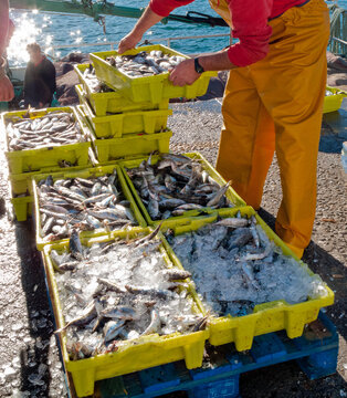 Pescado recien llegado al puerto de Portos&iacute;n en la R&iacute;a de Muros, Galicia
