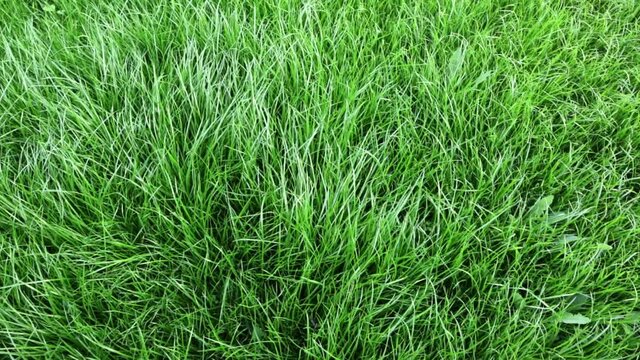 Close-up side view of a green lush lawn background. Dense grass scene. Maintenance and fertilization of the garden. Video footage hd. Healthy plant cover. Natural wallpaper. Freshness. Summer season.