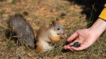 Close-up - a woman feeds Squirrel with sunflower seeds. Format photo 16x9.