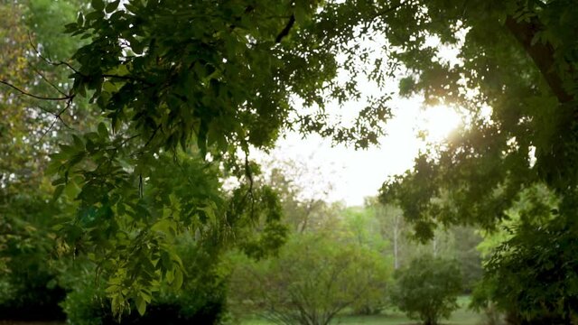 Early Autumn, Forest after A Light Rain, Trees, Wet Foliage Of Trees. Take Care Of Nature, Conservation Of Green Forests, Global Warming, Ecology, Planet, Planet Earth, Green Planet.