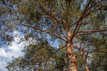 forest in foggy mountains, nature in mountains