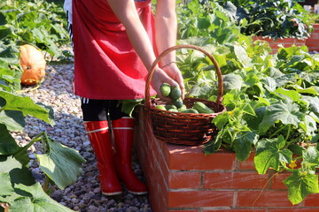 Harvesting cucumbers. A modern vegetable garden with raised briks beds . .Raised beds gardening in an urban garden growing plants, herbs, spices, berries and vegetables . Full basket of cucumbers