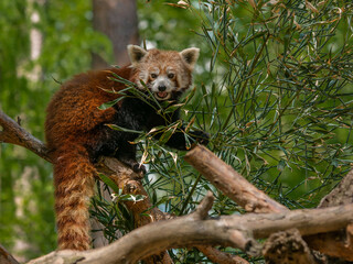 Red panda on the tree eating bamboo