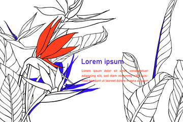 Banner with strelitzia flowers and leaves. Floral texture with bird of paradise or crane flower plant. Unique hand drawn background. Outline drawing of tropical plants. - 456892872