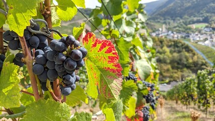 Blue grapes hanging on a vineyard with coloured leafs and the Ahrtal valley in the background