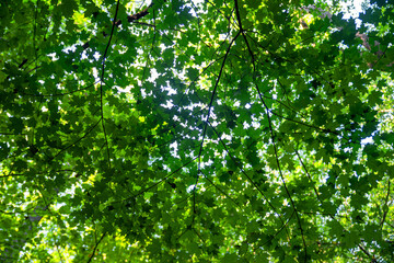 Fototapeta na wymiar Low angle view through lush foliage dark branches of green leaves