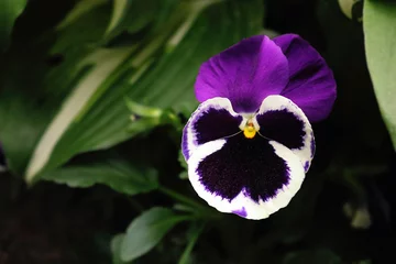 Foto op Canvas Purple pansy flower with dark green leaves © Marija Crow