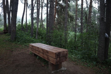 forest in foggy mountains, nature in mountains