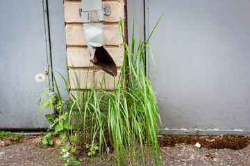 Long green grass near water drain pipe on concrete grey wall