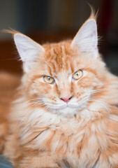 Close up portrait of lovely fluffy ginger cat with sandy eyes. High quality photo