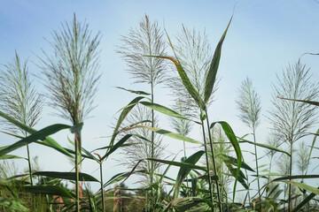 Green reeds with long leaves and shaggy tops on blue sky