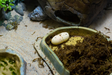 Reptile egg in the terrarium. The gecko laid an egg.