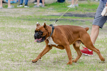 Boxer with docked tail. The dog in front also has cropped ears. Big brown dog walks on leash....