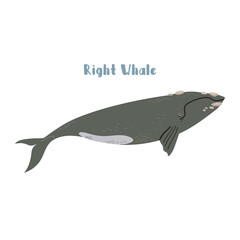 Vector Right whale. Cartoon illustration on white background for sticker, design