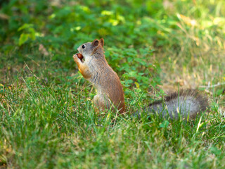 Naklejka na ściany i meble Close-up - squirrel sits on green grass and holds a nut in its mouth.