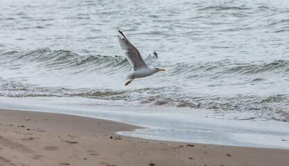seagull flying on a cloudy day at the shore