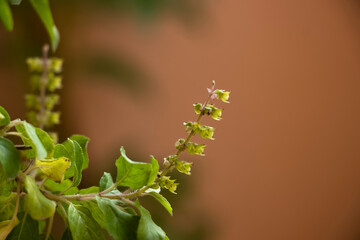 Holy Basil Flower Or Ocimum Tenuiflorum Flower