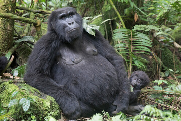 Obraz premium Adult mountain gorilla mother with baby in its natural african rainforest habitat