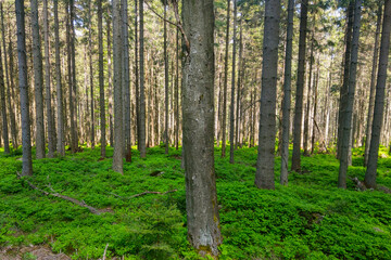Bright young green forest in spring or summer.