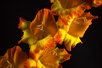 Farbenprächtige Gladiolen Blüten in Nahaufnahme