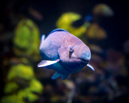 Yellowtail Parrotfish