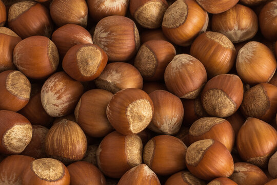 Hazelnut. Food background. Hazelnut background (nuts in shell) in natural brown neutral colors
