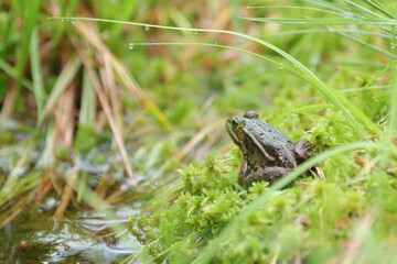Teichfrosch