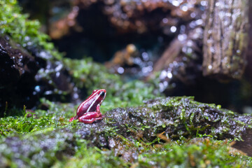 Santa Isabel Dart Frog the small red frog on the ground near the pond