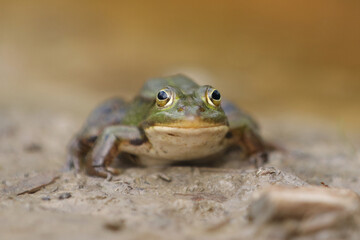 Teichfrosch