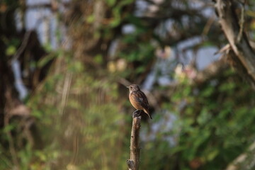Braunkehlchen Weibchen