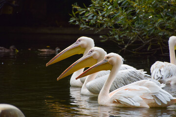 A great white pelican in the lake at St James's Park, Westminster. Six pelicans, free to come and go as they please, call the park their home. London, United Kingdom.